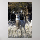 Recherche de cerfs communs de queue art Nature