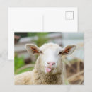 Search for cows horizontal postcards Sheep