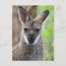 Search for wallabies postcards Marsupial