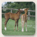 Search for thoroughbred horse coasters Animal