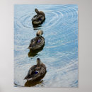 Recherche de canard sauvage posters Sauvagine