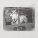 Recherche de boxeurs cartes postales Toute personne