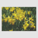 Search for yellow daffodil tissue paper Narcissus