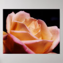 Recherche de boutons de rose posters Floral