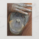 Recherche de sumatra cartes postales Orang outan