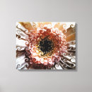 Recherche de fleurs marguerite gerbera art Gerberas