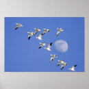 Search for migrator posters Travel