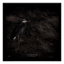 Search for great blue heron posters Nature