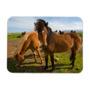Recherche de islandais magnets Islande