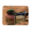 Search for danita delimont magnets Cathy