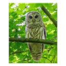 Search for leafy posters Wildlife
