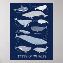 Recherche de baleines de beluga art Mammifère marin
