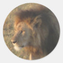 Search for african lion stickers Kenya