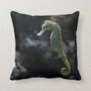 Recherche de hippocampe photographie Mer