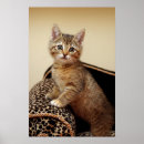 Recherche de animal rescue posters Cats