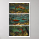 Search for brook trout art Rainbow