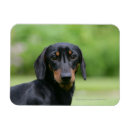 Search for short haired miniature dachshund magnets Black and tan