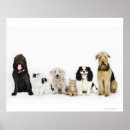 Search for loyalty art Domestic animals