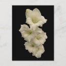 Search for gladiola postcards Gladiolus