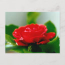 Search for wedding wishes postcards Flowers
