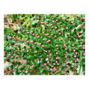 Recherche de buisson posters Plante