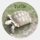 Search for cute tortoise stickers Turtles