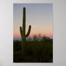 Recherche de cactus posters Saguaro