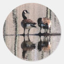 Search for canada geese stickers Bird