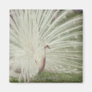 Search for albino magnets Animal