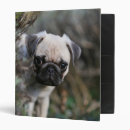 Search for pug binders Puppies