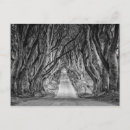 Search for hedge postcards Dark hedges