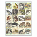 Search for vintage wildlife stickers Safari