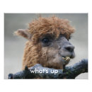 Search for alpaca art Animals