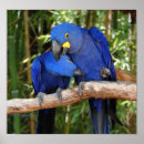 Recherche de maccaw posters Wildlife