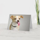 Search for chihuahuas cards Adorable