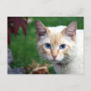 Recherche de visage de chat cartes postales Animal