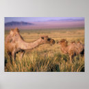 Search for gobi posters Environment