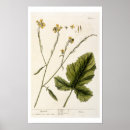 Search for mustard art Botanical