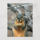 Search for nut with squirrel postcards Nature