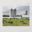 Recherche de vache laitière cartes postales Ferme