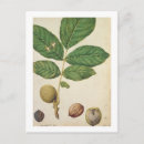 Recherche de 1568 cartes postales Jacques