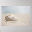Search for seashell picture posters Photography
