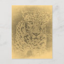 Search for white leopard postcards Wild