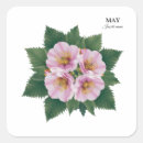 Search for hawthorne stickers Hawthorn flower