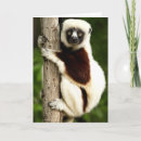 Recherche de madagascar Animal