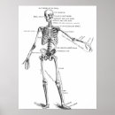 Search for anatomy diagram posters Biology