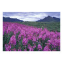 Recherche de feuille du canada posters Nature