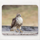 Search for tailed hawk electronics Wildlife