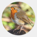 Search for red robin stickers Redbreast
