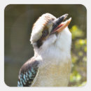 Search for kookaburras stickers Kingfisher